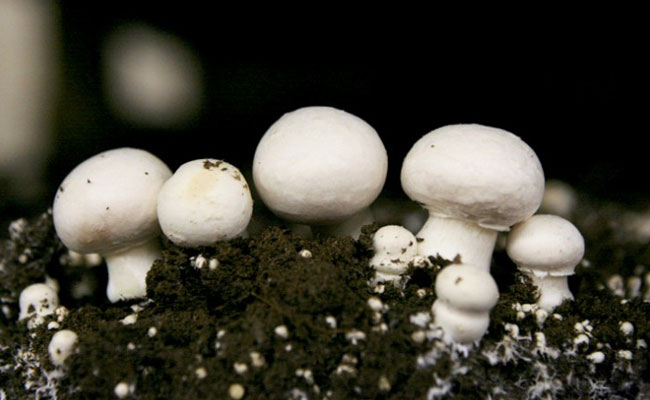 Prime Realty Producer Company Ltd.